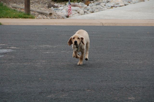 Harold playing in the street