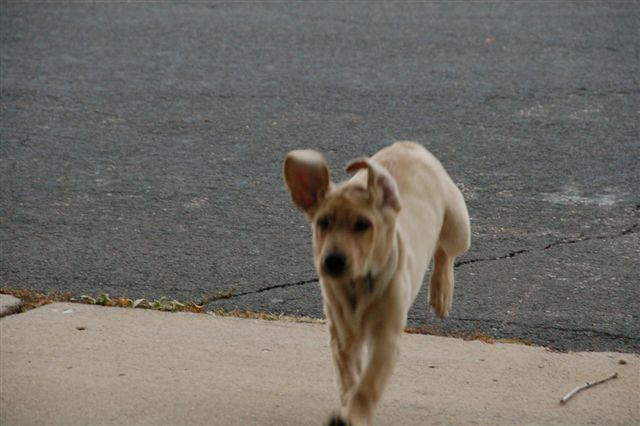 Harold running through the street