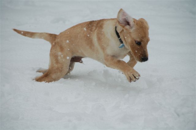 Harold jumping around in the snow